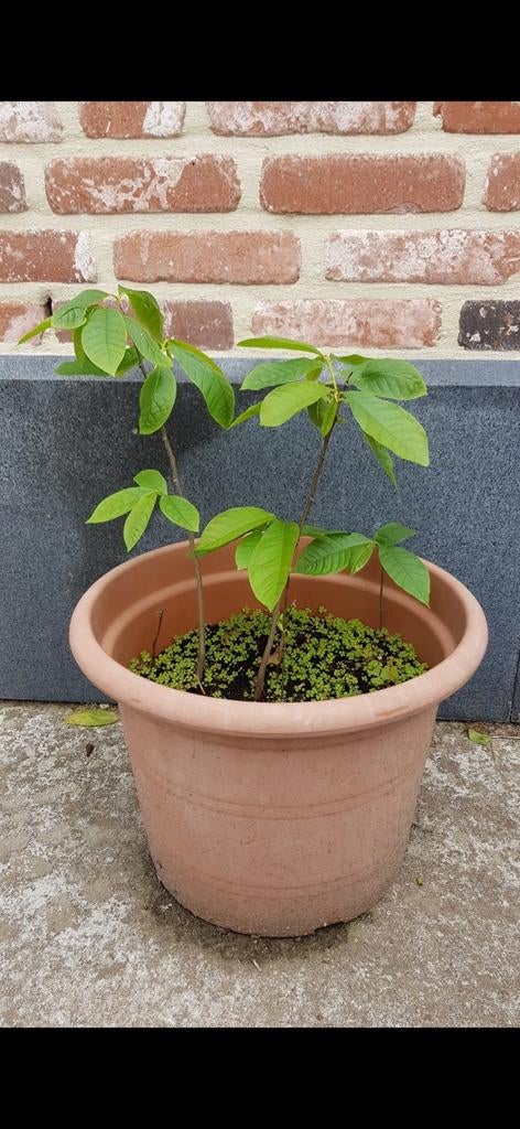PawPaw fruitbomen +-30cm, Tuin en Terras, Planten | Bomen, Ophalen of Verzenden