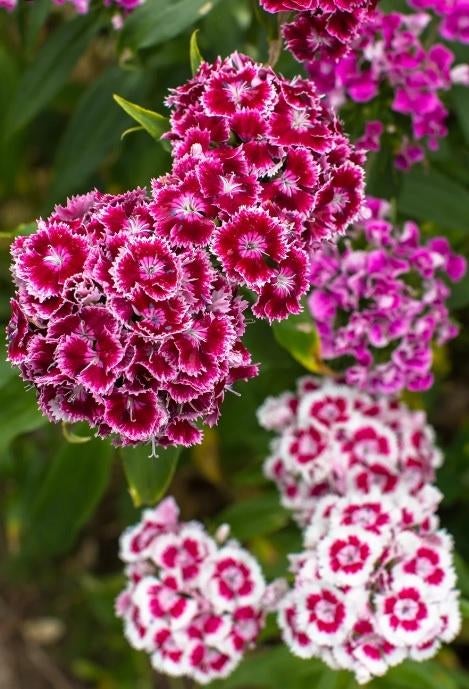 Récolte de graines de Dianthus barbatus 2025, Enlèvement ou Envoi, Toute l'année, Graine