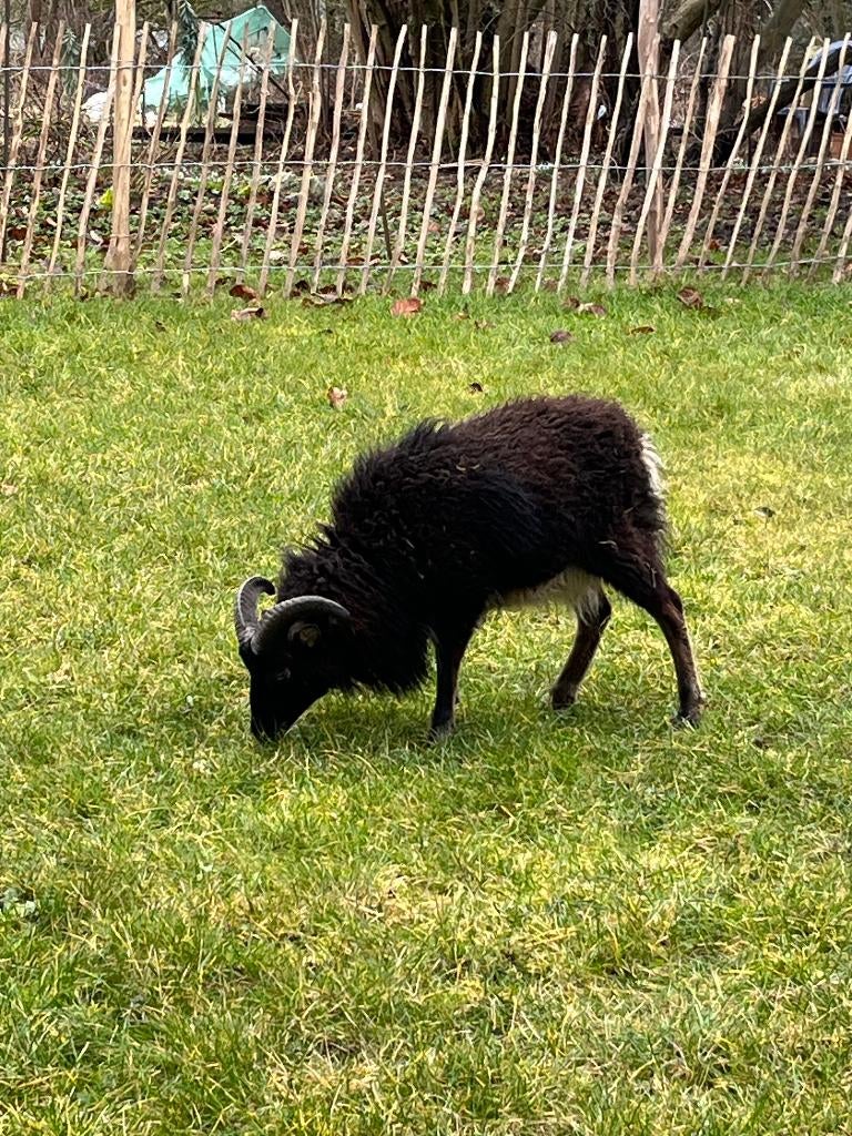 2 jeunes béliers Soay, Mâle, Mouton, 0 à 2 ans