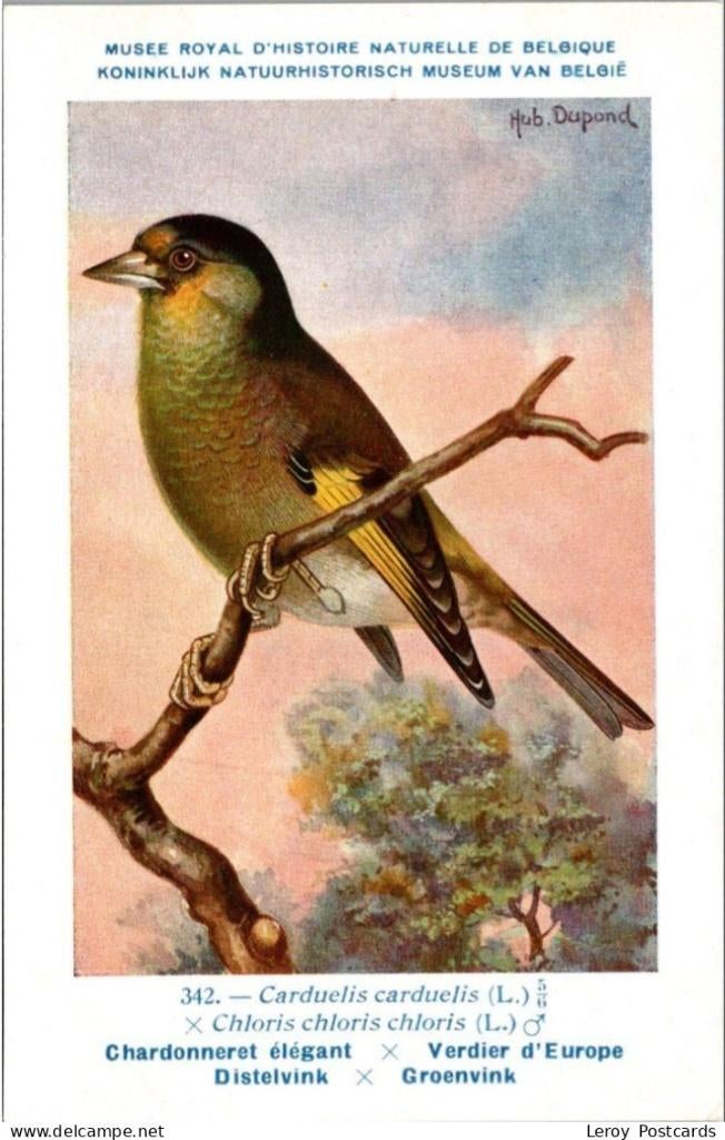 Groenvink – Nº 342 – Antique Belgian Museum History Print, Verzenden, Ongelopen, Vogel