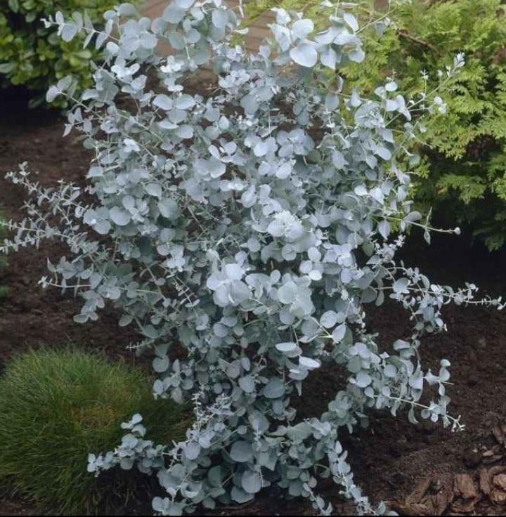 Eucalyptus, Ophalen