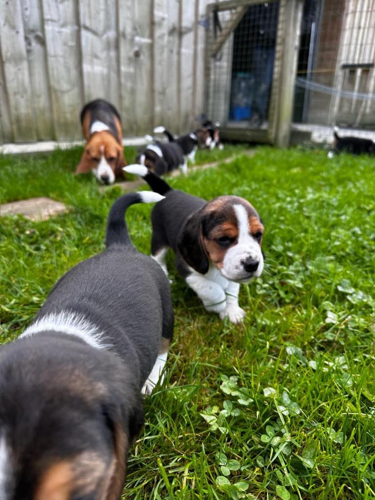 Beagle pups, Parvo, België, Beagle, Fokker | Hobbymatig