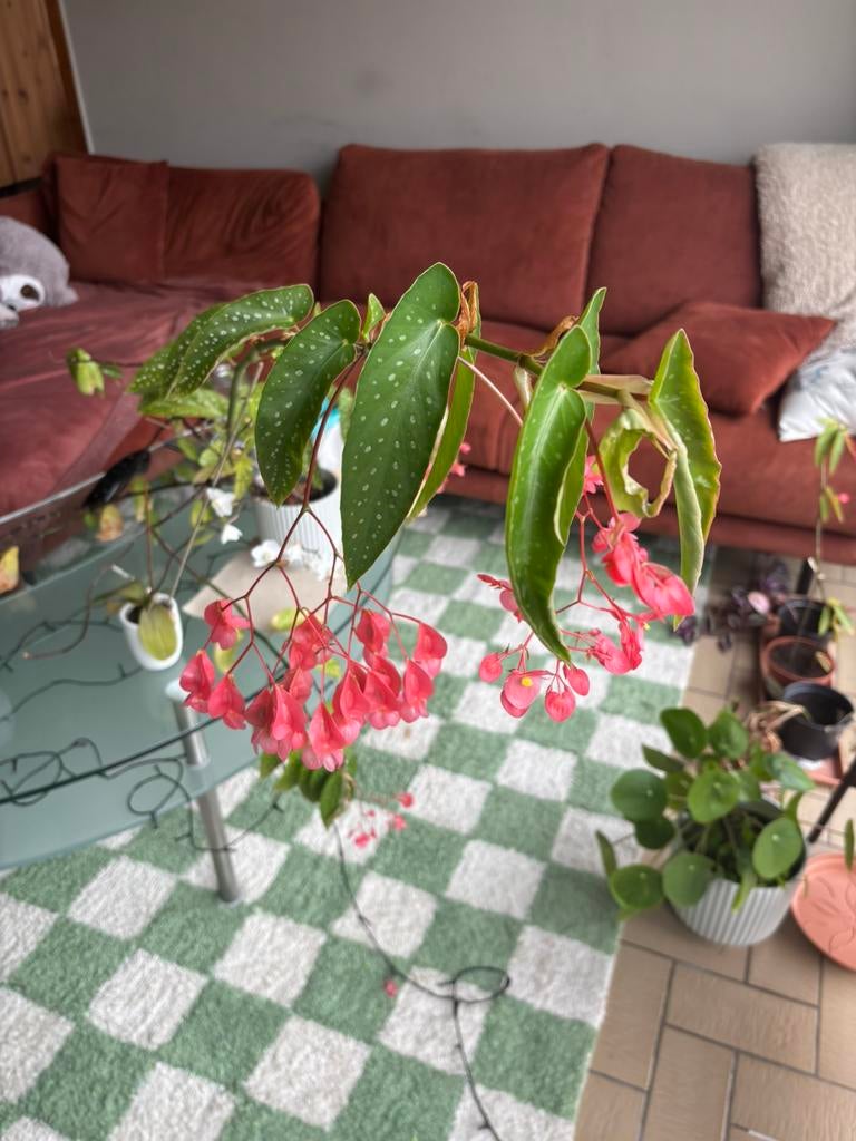 Tamaya - Angel Wing Begonia, Enlèvement