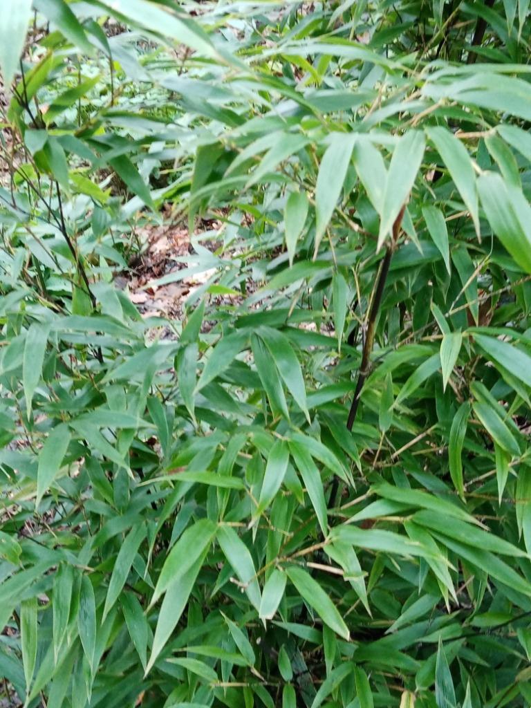 Zwarte bamboe - niet woekerend, Tuin en Terras, Ophalen, Overige soorten