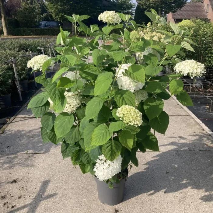 Hydrangea arborescens ‘Annabelle ‘, Tuin en Terras, Ophalen