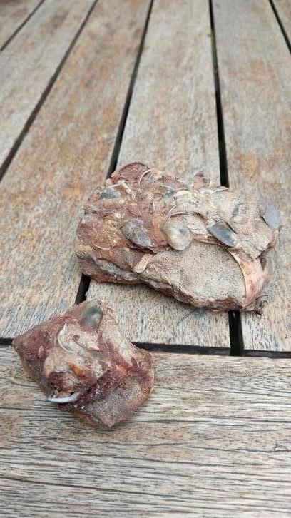 ijzerzandsteen met schelpen, Ophalen of Verzenden, Schelp(en)