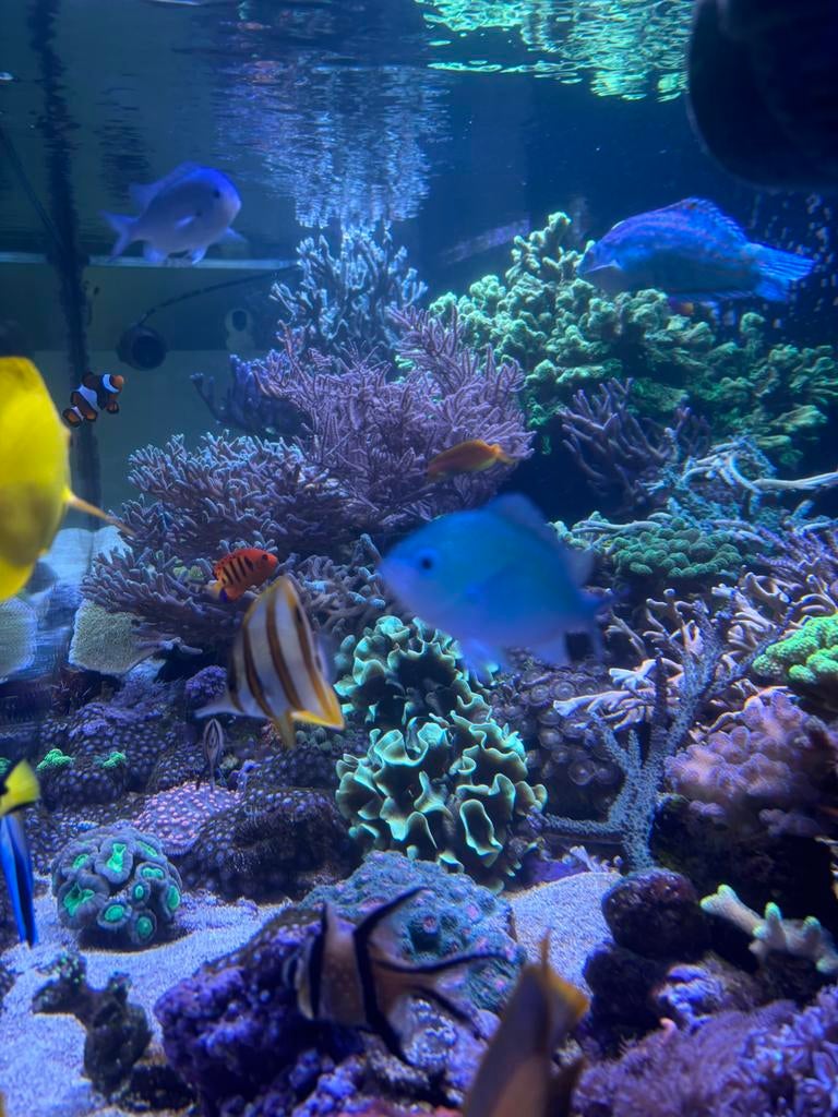 Toutes sortes de boutures disponibles, Animaux & Accessoires, Poissons | Poissons d'aquarium, Autres types, Poisson de mer