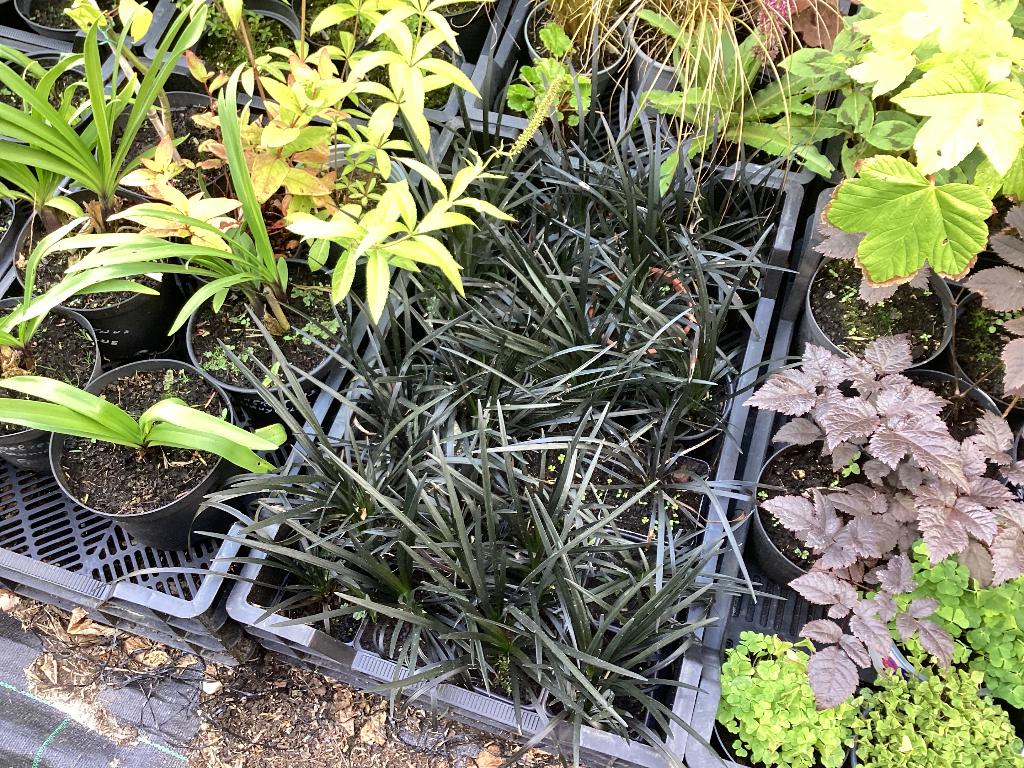 Ophiopogon nigreskens, Tuin en Terras, Ophalen, Vaste plant, Siergrassen, Halfschaduw