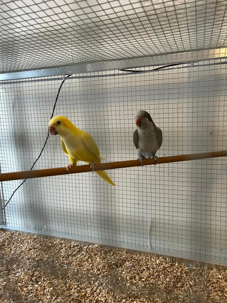 Conure souris, Dieren en Toebehoren, Ophalen