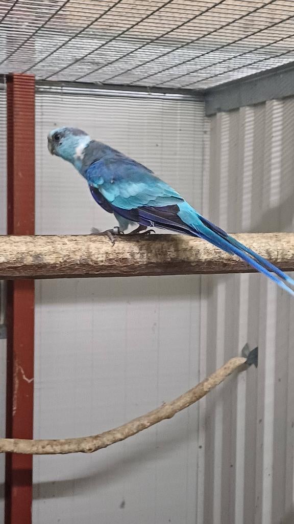 Te koop koppel blauwe barnard parkieten, Meerdere dieren, Parkiet
