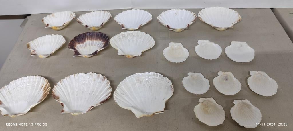Sint-Jacobs schelpen versch. maten voor hapjes, decoratie..., Huis en Inrichting, Keuken | Servies, Ophalen