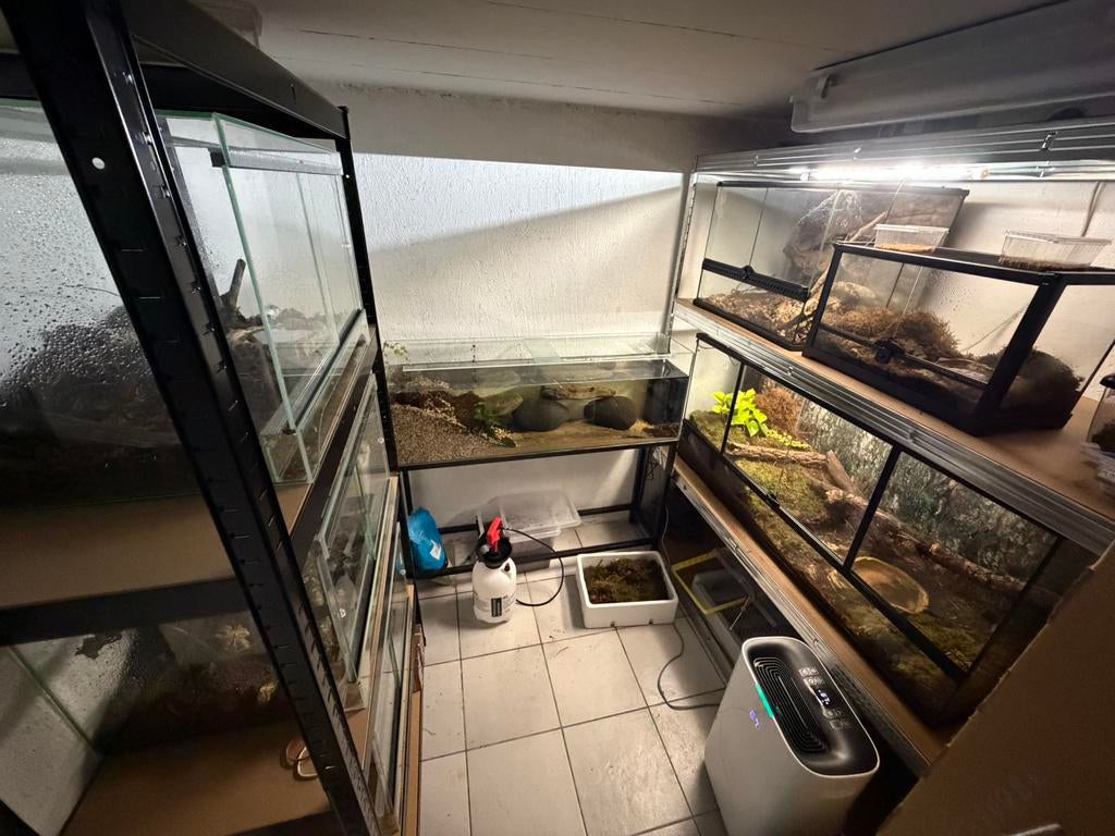 Salamandres de feu de loisir complètes, Animaux & Accessoires, Amphibien, Avec terrarium