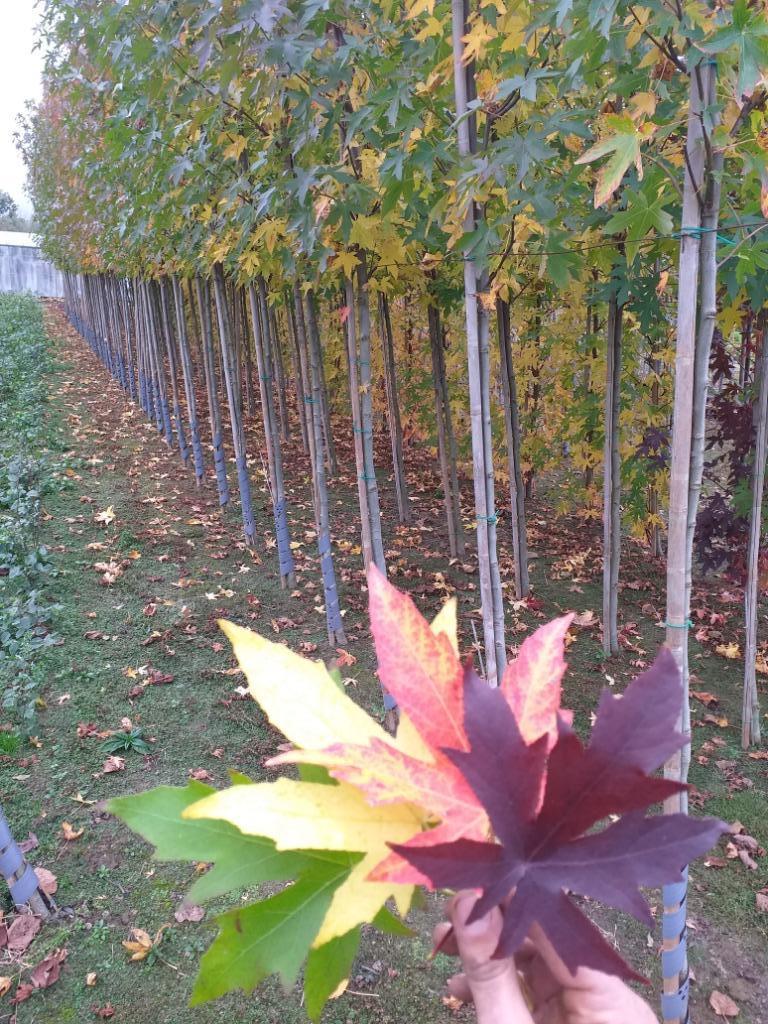 Liquidambar styraciflua / Amberboom, Tuin en Terras, Planten | Bomen, Ophalen