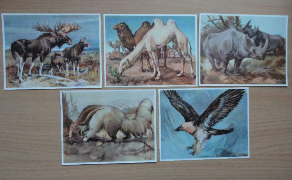 images chromos artis animaux III série 42 complète (16 à 30), Enlèvement ou Envoi