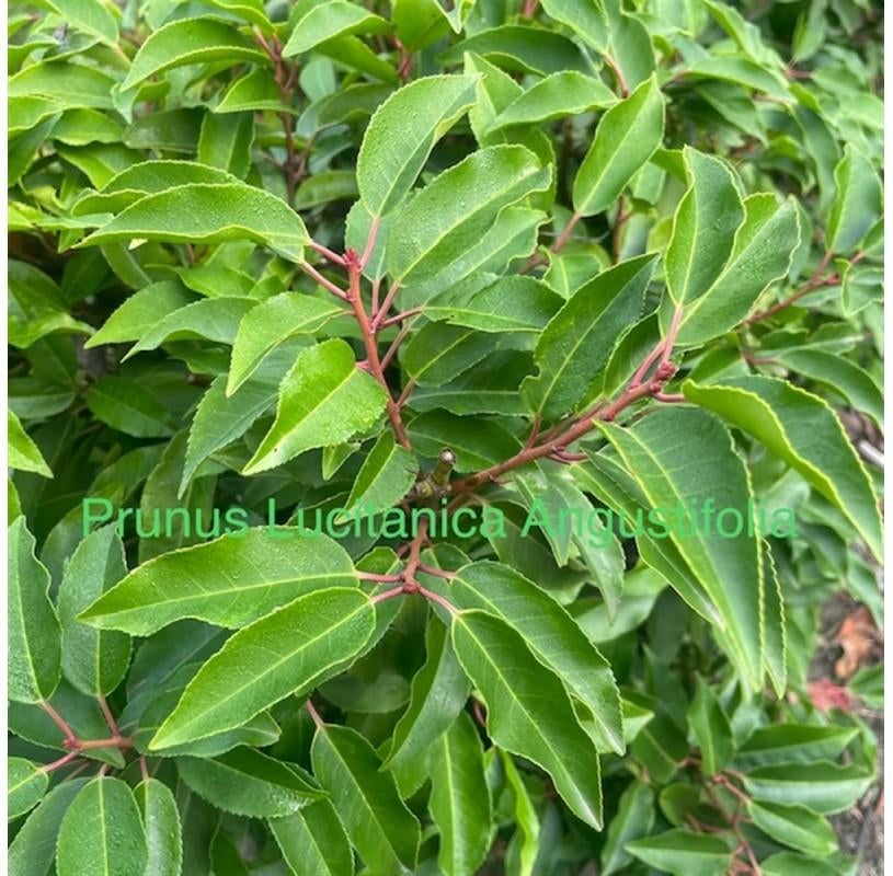 Portugese Laurier aan PROMOprijs. kluitplanten 150-175 cm, Tuin en Terras, Planten | Struiken en Hagen, Laurier, Ophalen