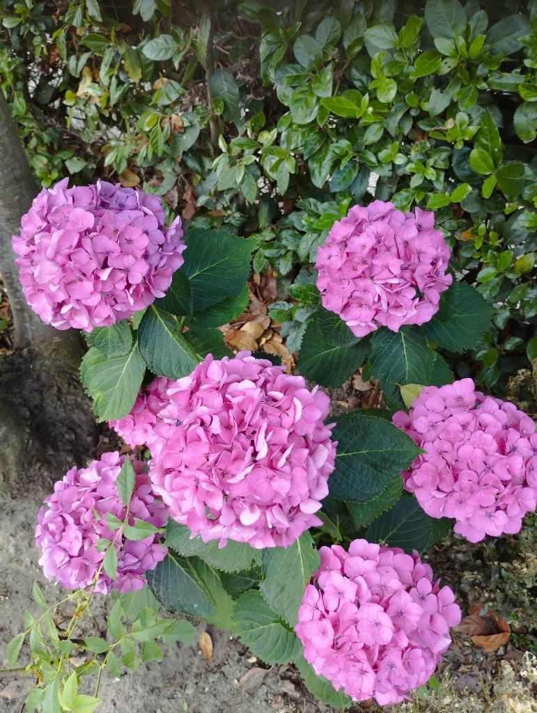 Mooie roze hortensia, Ophalen, Zomer, Vaste plant, Overige soorten
