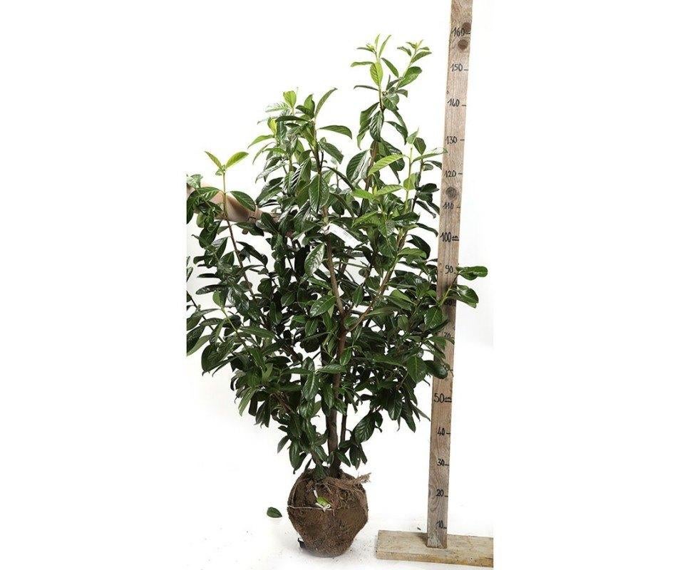 Overstock Prunus Caucasica 150/175, Tuin en Terras, Planten | Struiken en Hagen, Ophalen, Laurier, Struik, 100 tot 250 cm