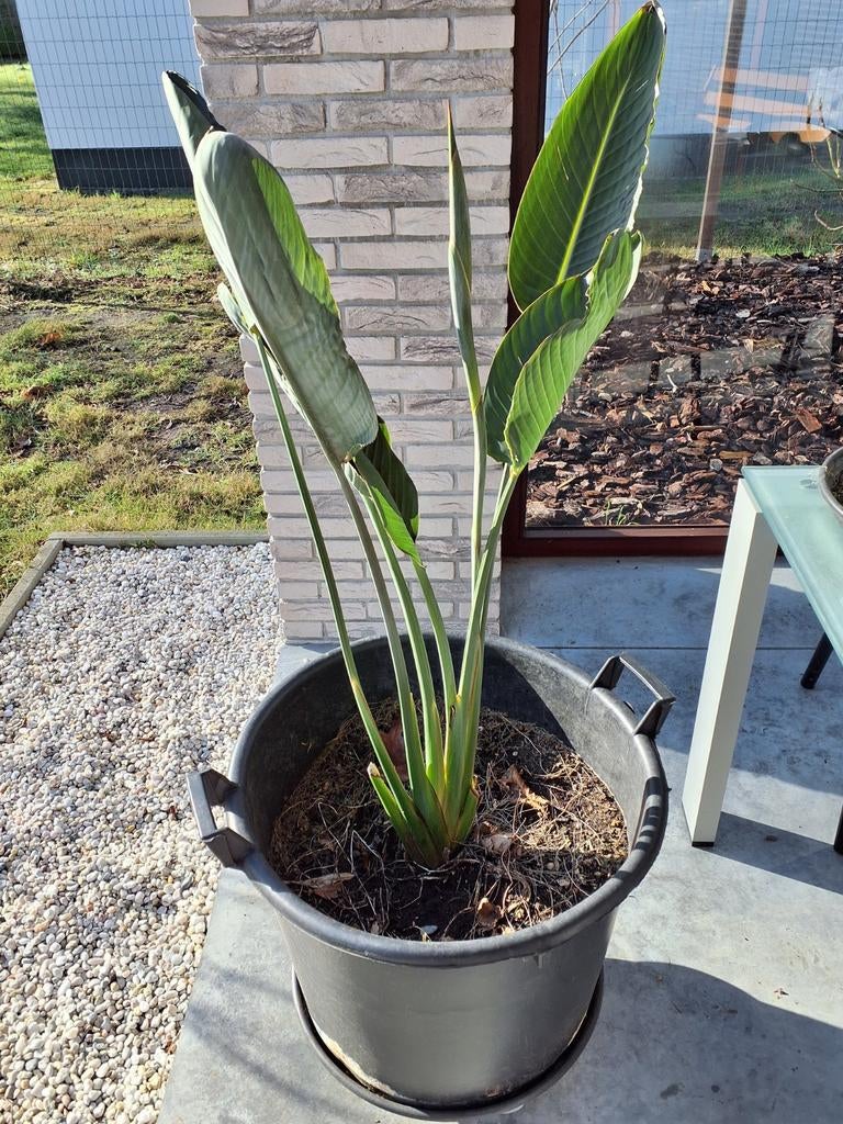 Strelizia regina, oiseau de paradis, plantes et fleurs, Enlèvement