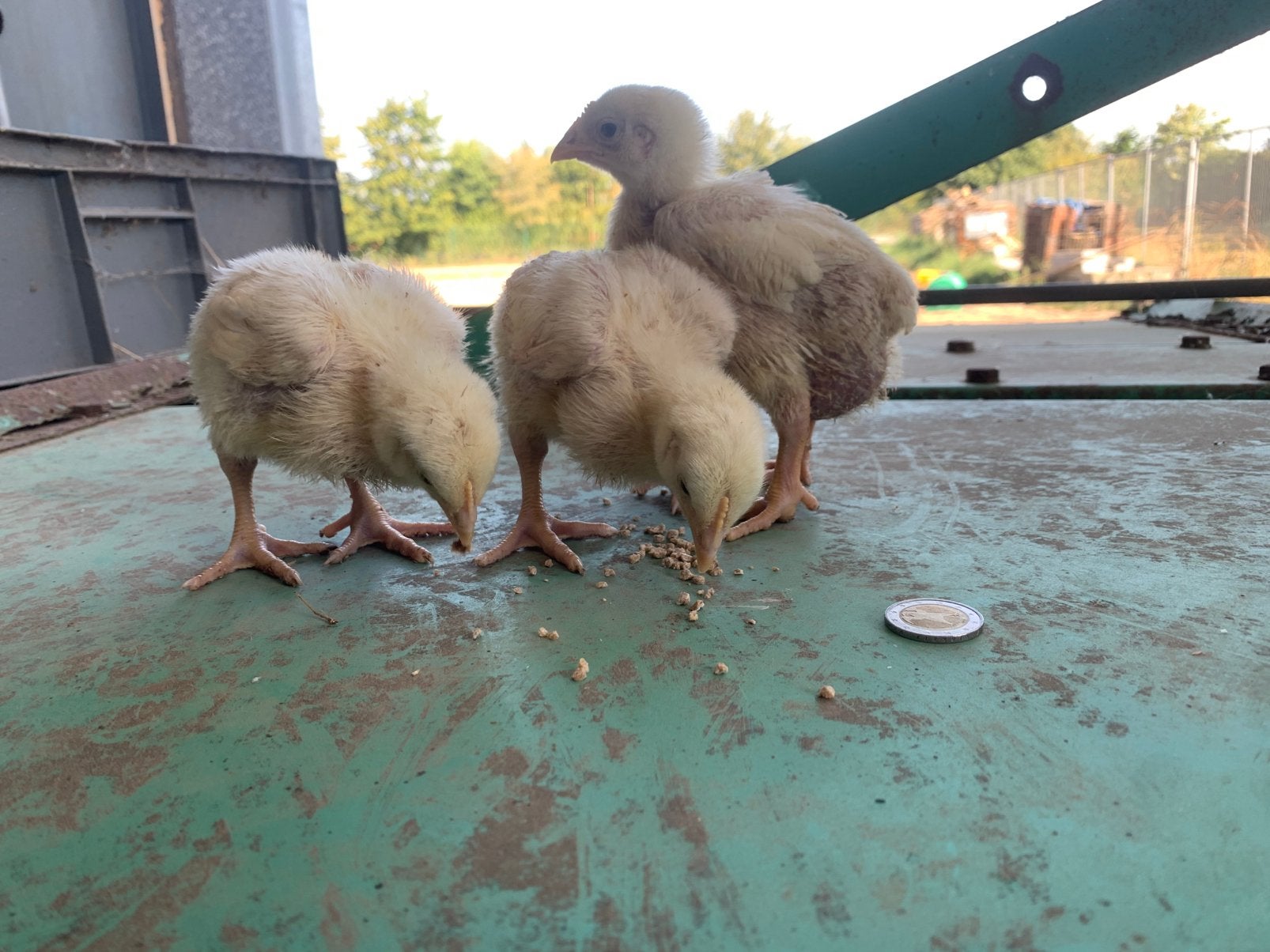 Poulets à griller Ross 308