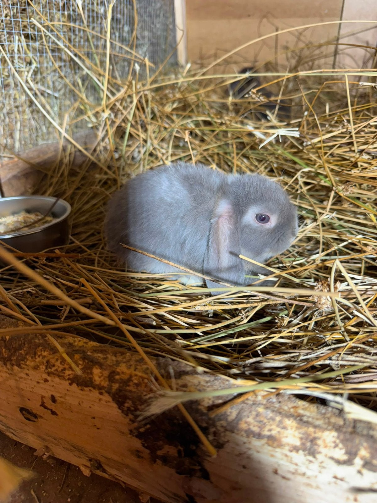 Nederlandse Hangoor Dwerg (NHD) rammetje, Dieren en Toebehoren, Dwerg, Hangoor