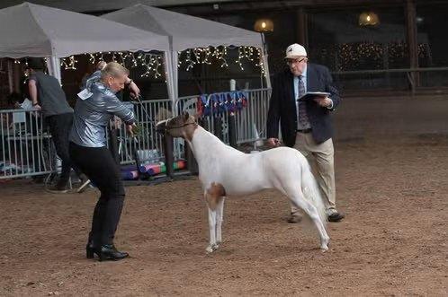 Zeer lieve merrie mini pony, Dieren en Toebehoren, Merrie, Met stamboom, Niet van toepassing, A pony (tot 1.17m)