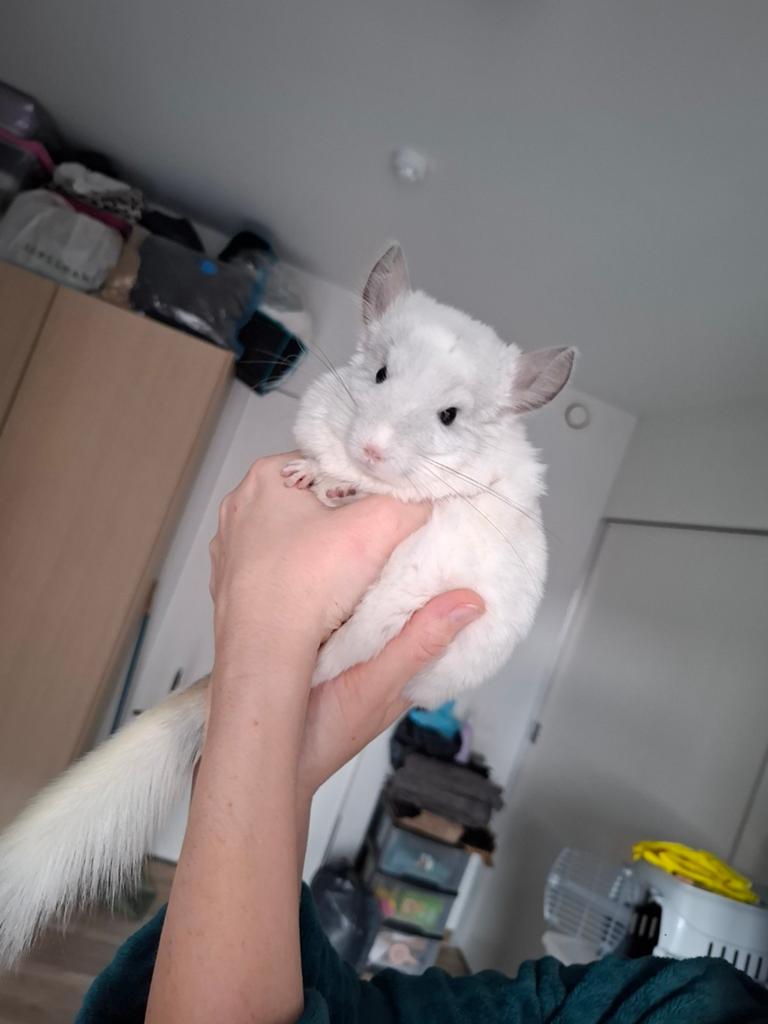 Chinchilla, Dieren en Toebehoren