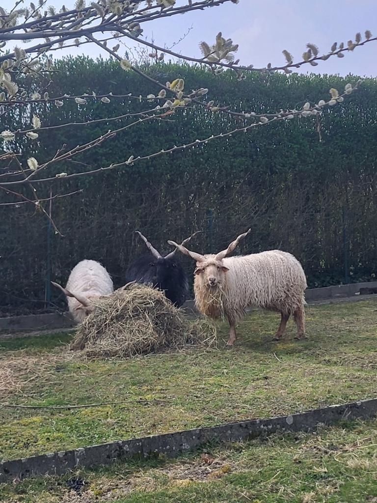 Racka schapen mannelijk, Dieren en Toebehoren, Mannelijk, Schaap, 0 tot 2 jaar