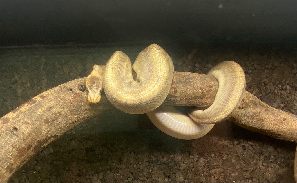 Volwassen mannelijke koningspython zoekt een nieuwe thuis Ball Python photo 2