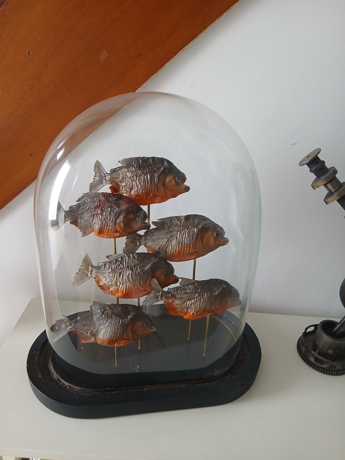 Piranhas taxidermie, Ophalen