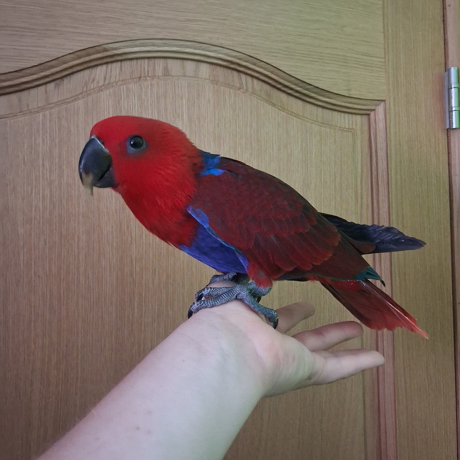 A vendre eclectus EAM 2026., Animaux & Accessoires, Oiseaux | Perruches & Perroquets, Perroquet, Femelle, Domestique, Bagué