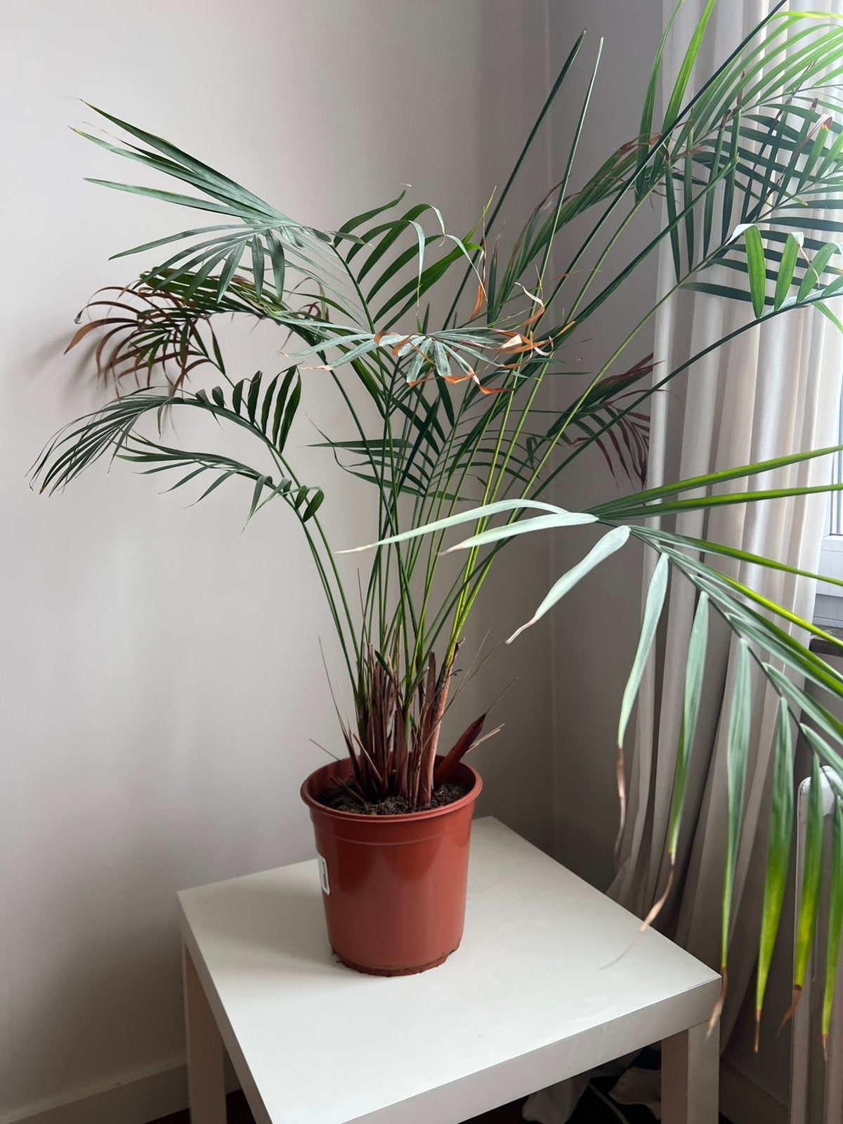 Palmier doré/Dypsis Lutescens, Enlèvement