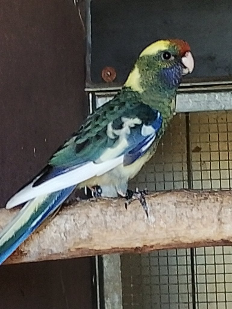 pennant rosella, Meerdere dieren, Parkiet, Geringd