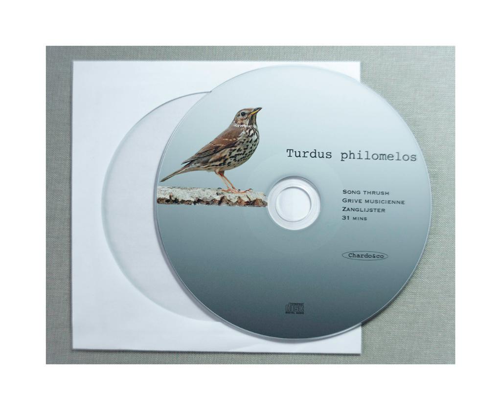 Grive Musicienne, Plusieurs animaux, Oiseau chanteur sauvage, Domestique