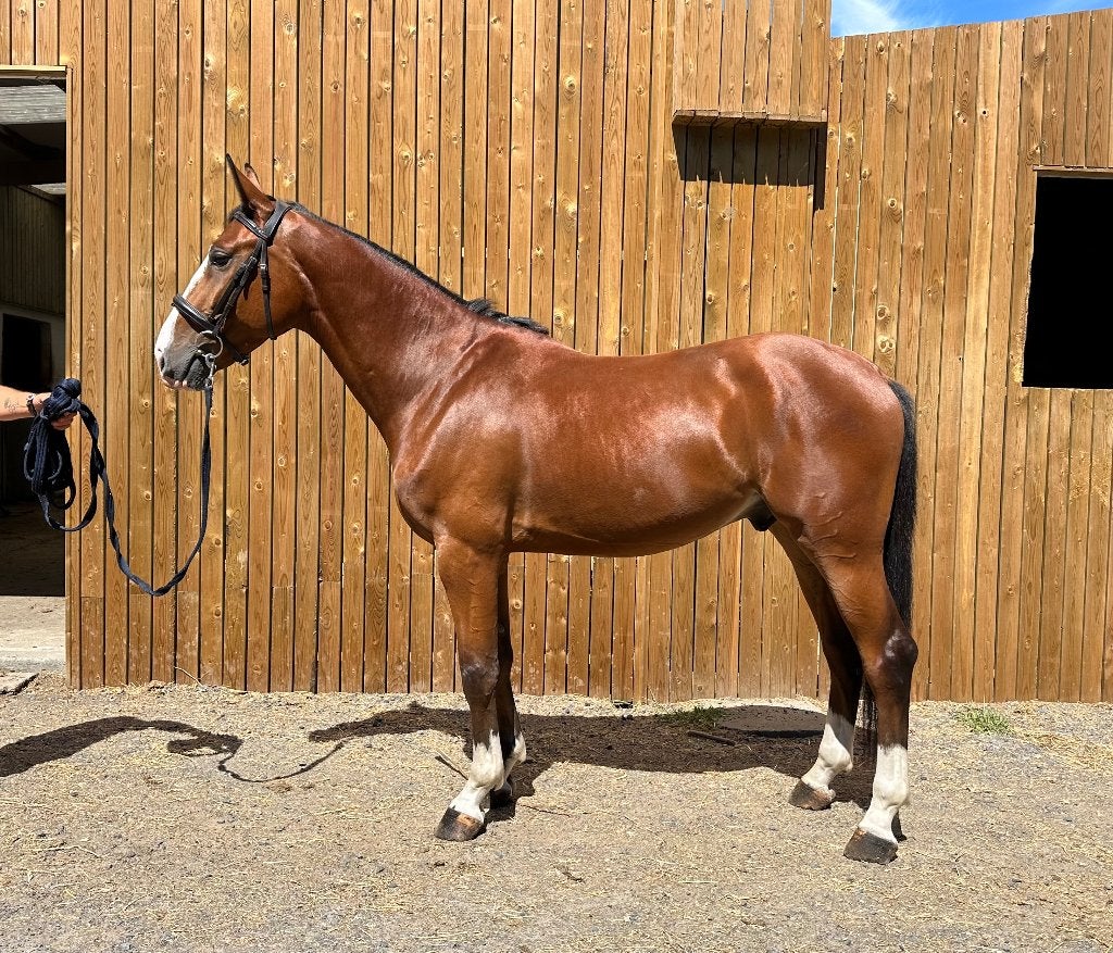 3-jarige ruin uit toffe Duitse stam, Animaux & Accessoires, Chevaux, B, 160 à 165 cm, Cheval de saut, 3 à 6 ans