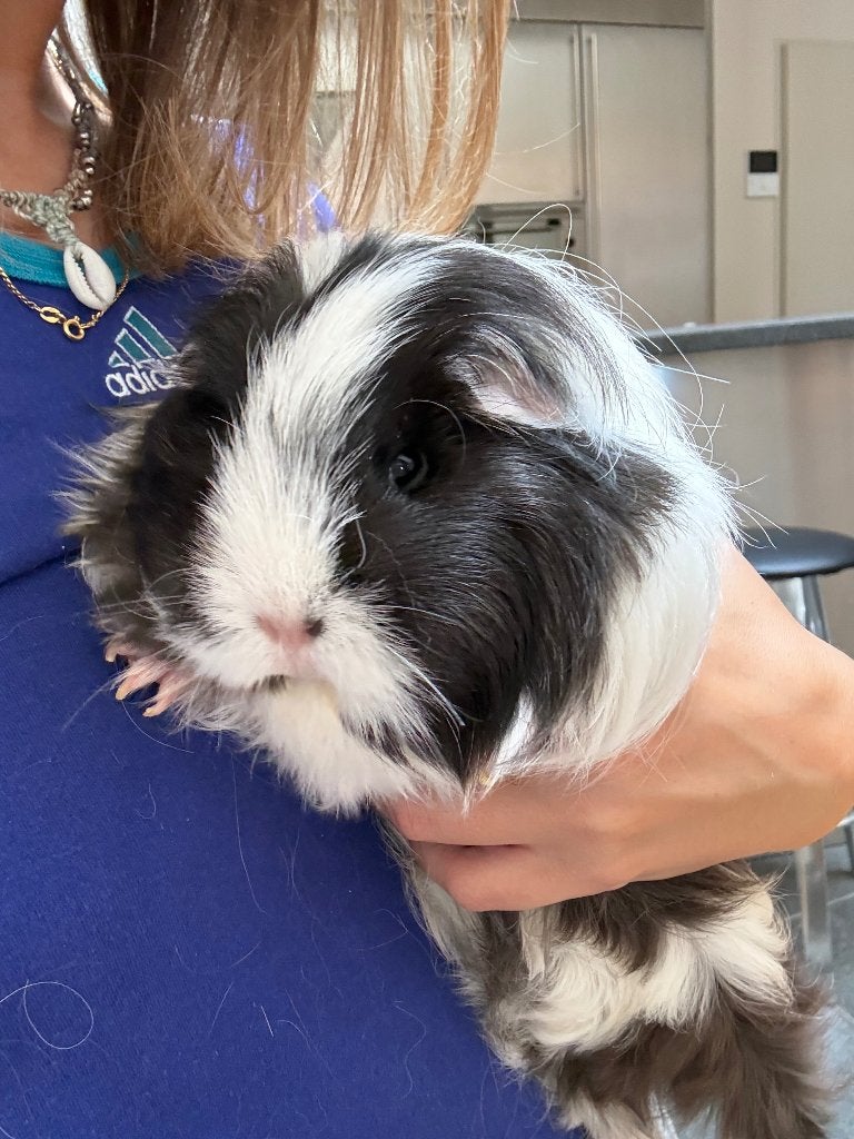 2 cavia’s (vrouwtjes), Dieren en Toebehoren, Oktober, Vrouwelijk, Cavia