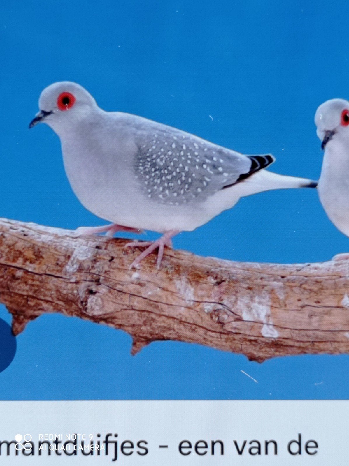 Diamantduifjes, Animaux & Accessoires, Oiseaux | Oiseaux Autre, Plusieurs animaux