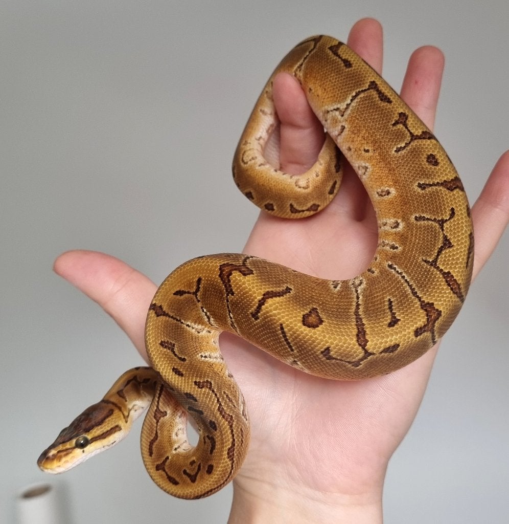 0.1 special pinstripe enchi het piebald koningspython Ball Python photo 2