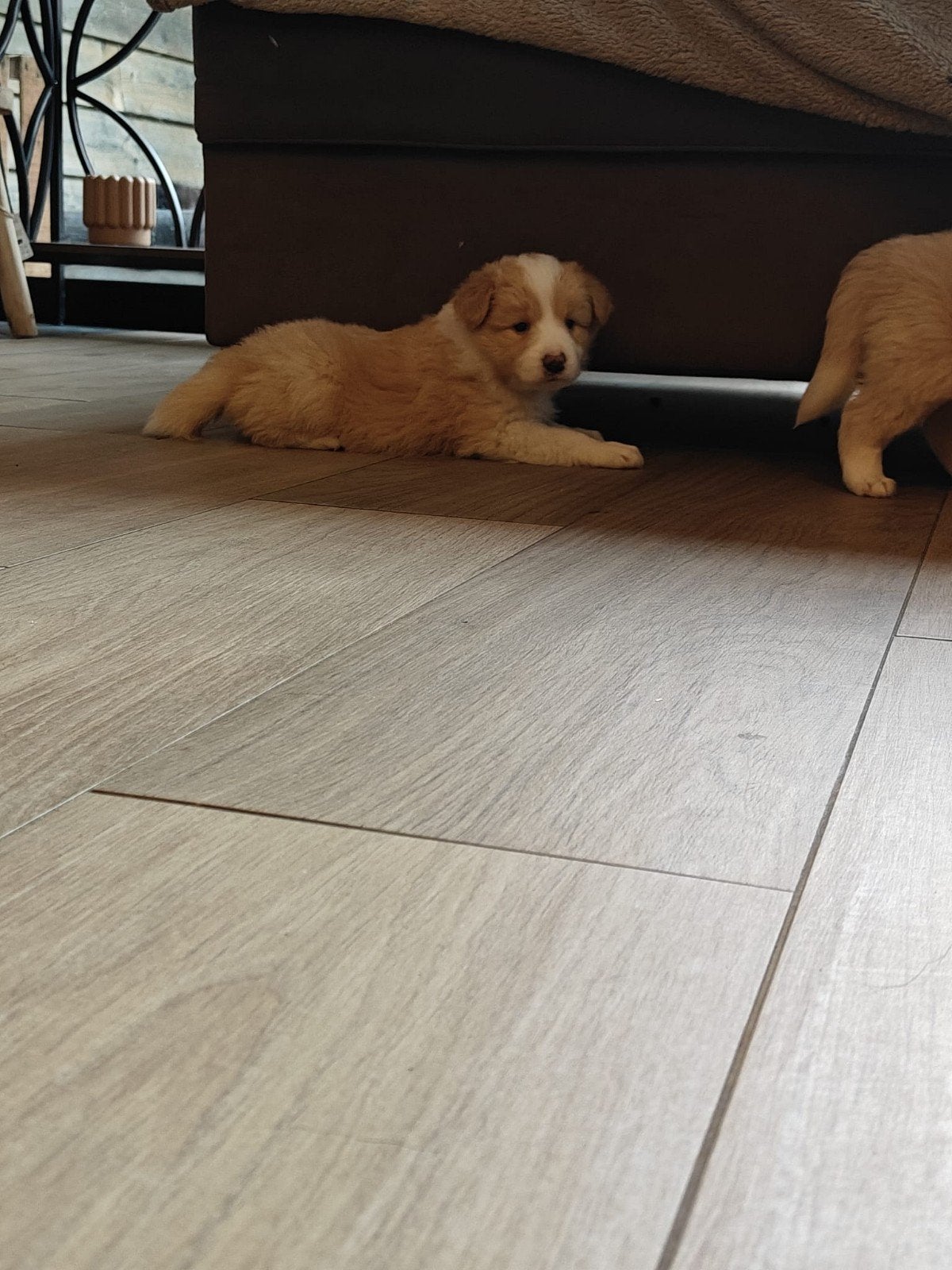 schattige border collie pups, België, Fokker | Hobbymatig, 8 tot 15 weken, Collie