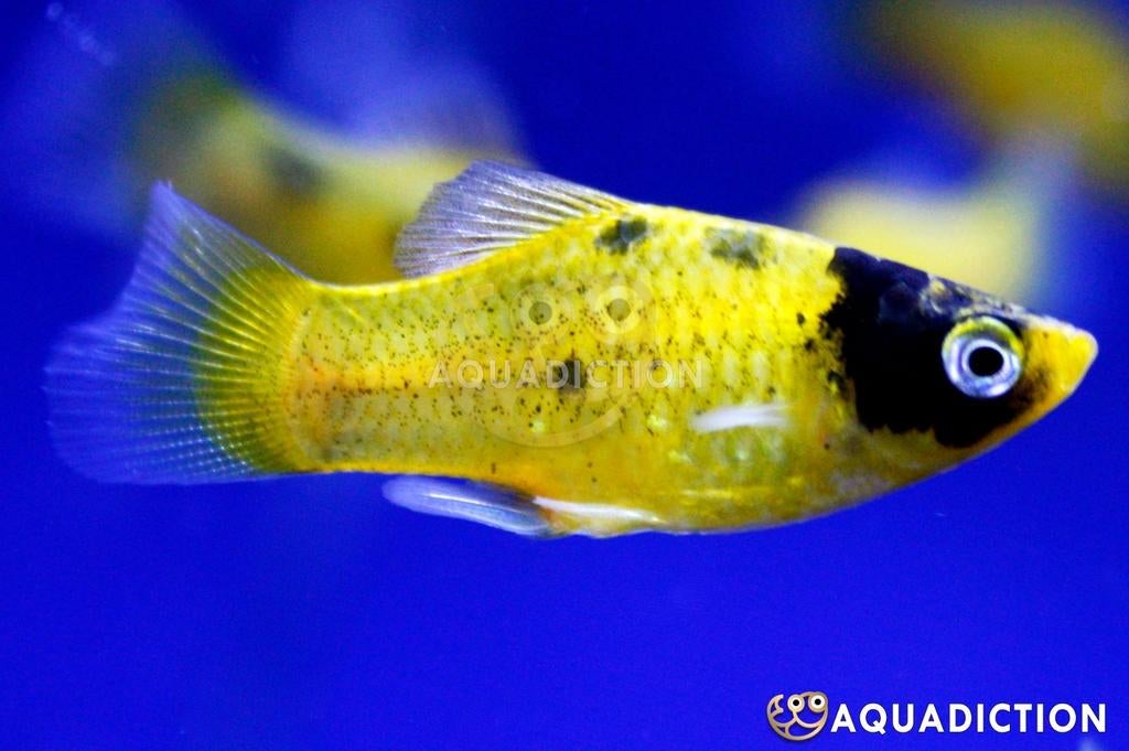 Platy bumblebee, Dieren en Toebehoren, Vis, Zoetwatervis, Schoolvis