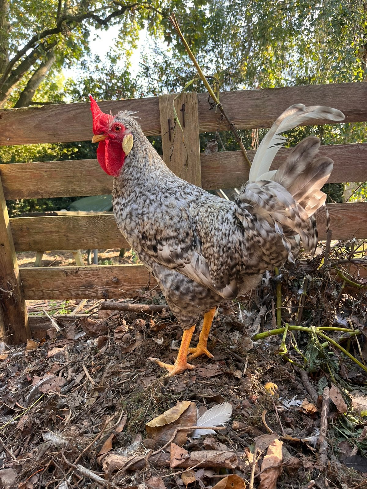 Cream legbar haan, Mâle, Poule ou poulet