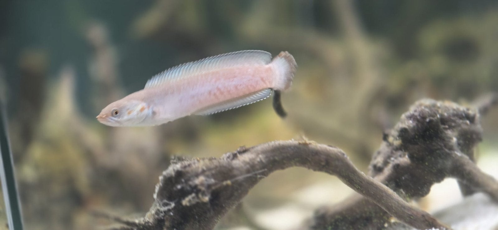 3 chana andrao + aquarium, Dieren en Toebehoren