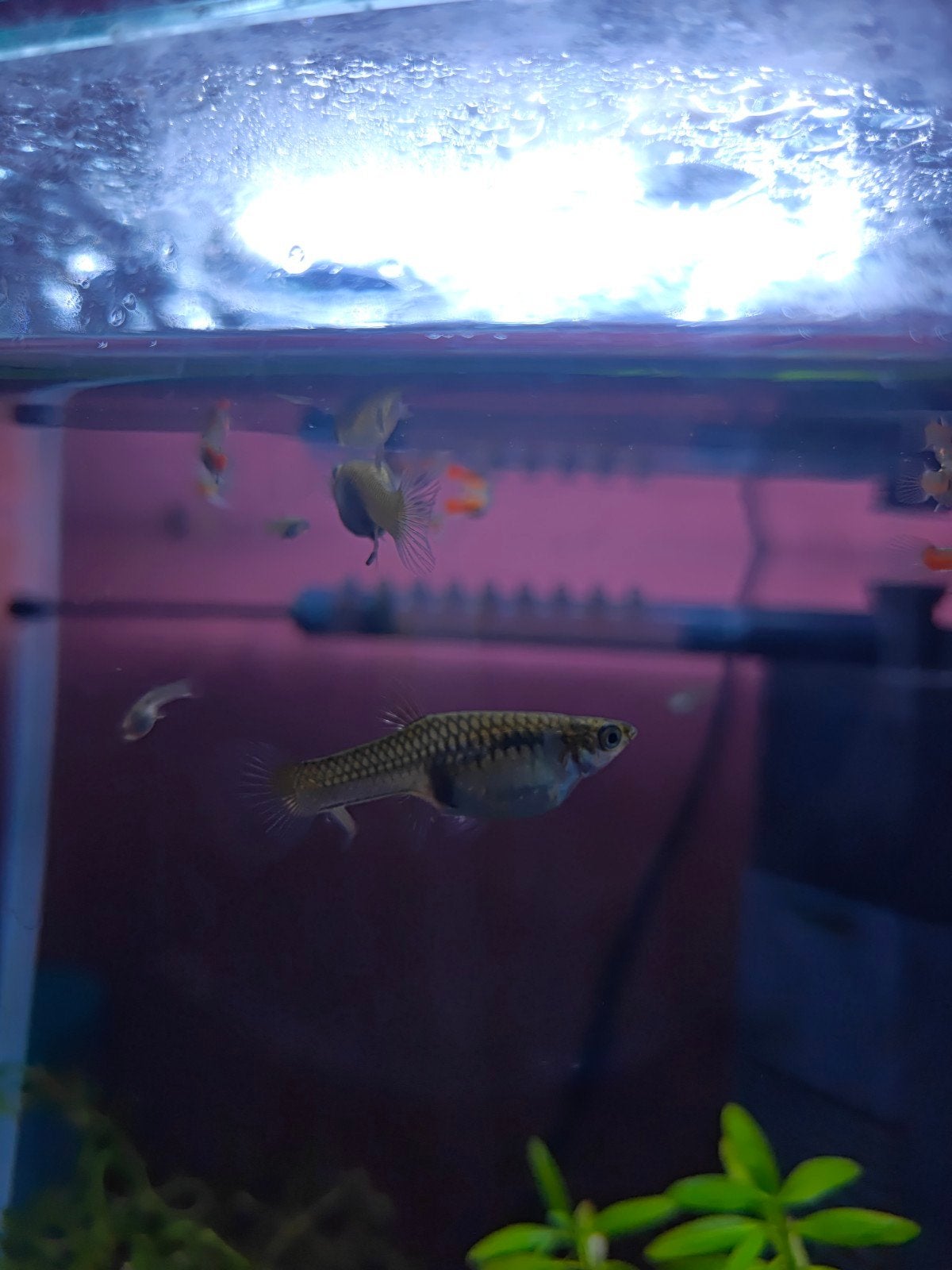 Guppies - te koop mannetjes of vrouwerjes, Ophalen, Nieuw, Vissen