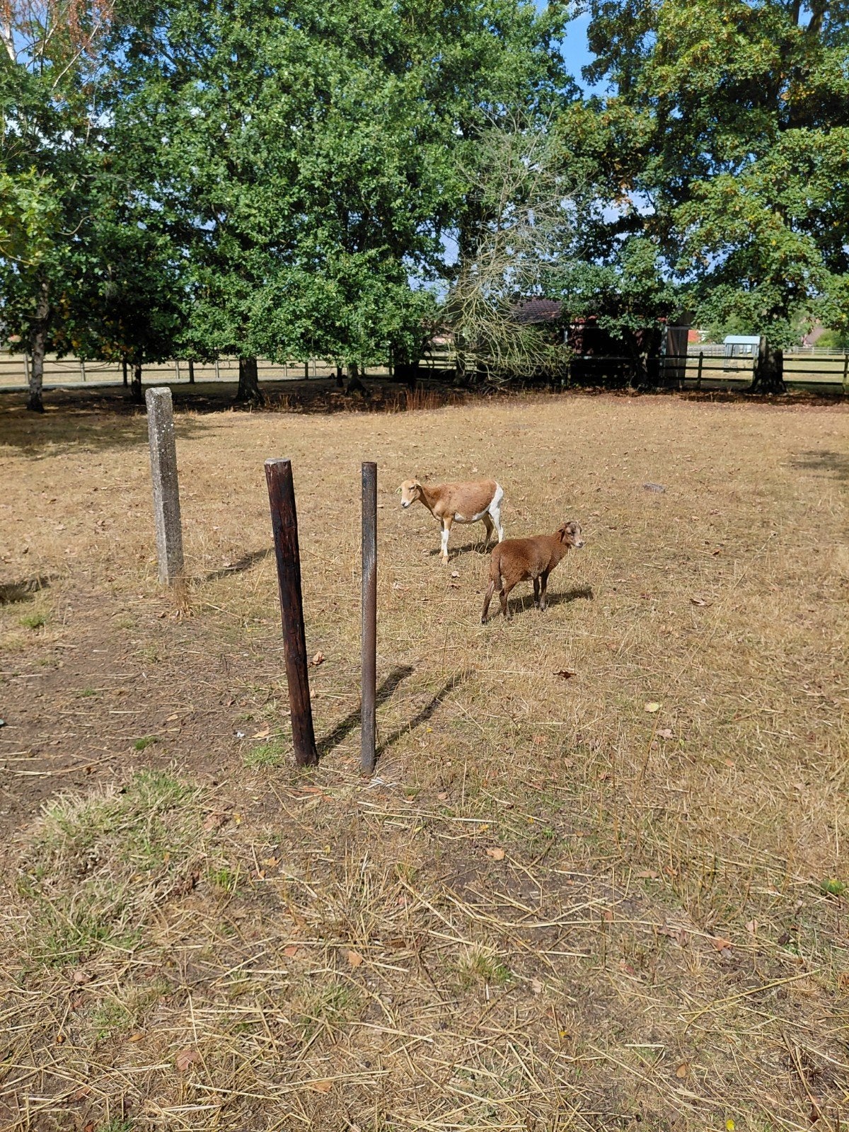 prachtige bonte kameroen ooien met hun 2 ooilammeren, Dieren en Toebehoren, Vrouwelijk, Schaap, 0 tot 2 jaar