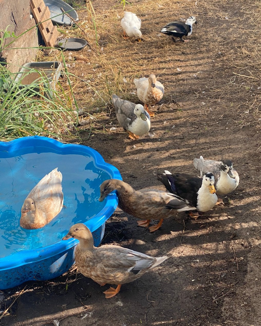 Hollandse kwakers, Dieren en Toebehoren, Pluimvee, Eend