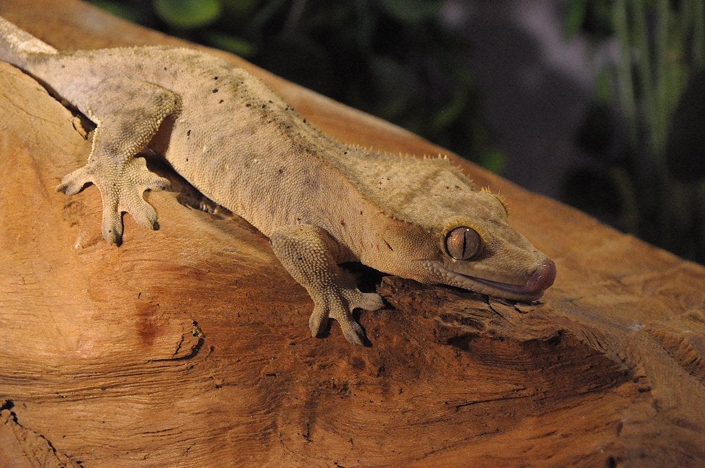 Wimpergekko 09, Animaux & Accessoires, Reptiles & Amphibiens, Autres espèces, 0 à 2 ans