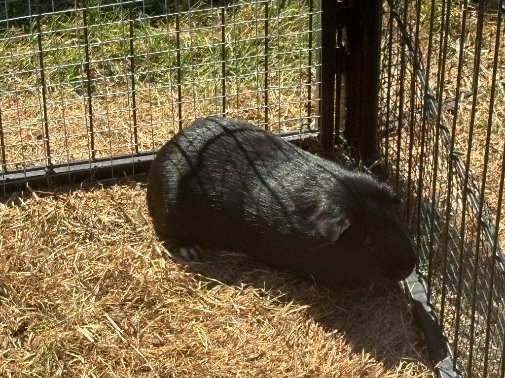 Cavia, Avril, Mâle, Cobaye