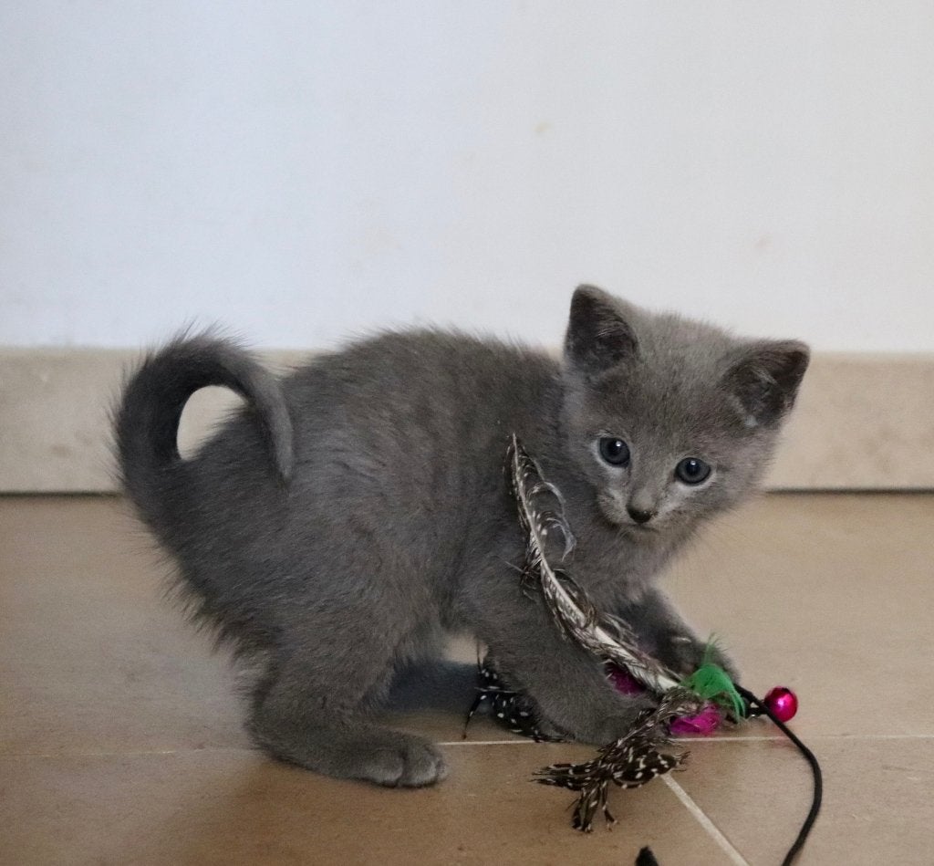 Prachtige blauwe rus met stamboom, Chat, Avec pedigree, 0 à 2 ans