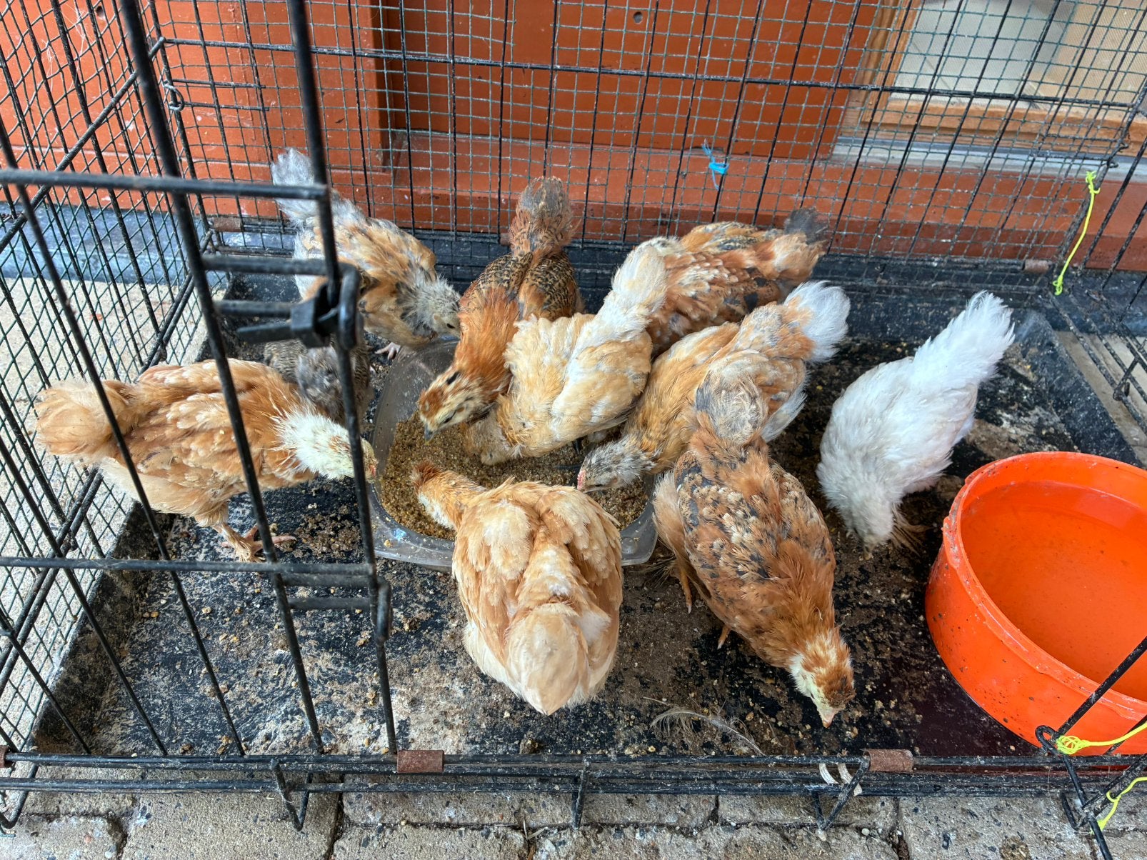 Kippen kuikens, Dieren en Toebehoren, Pluimvee, Geslacht onbekend, Kip