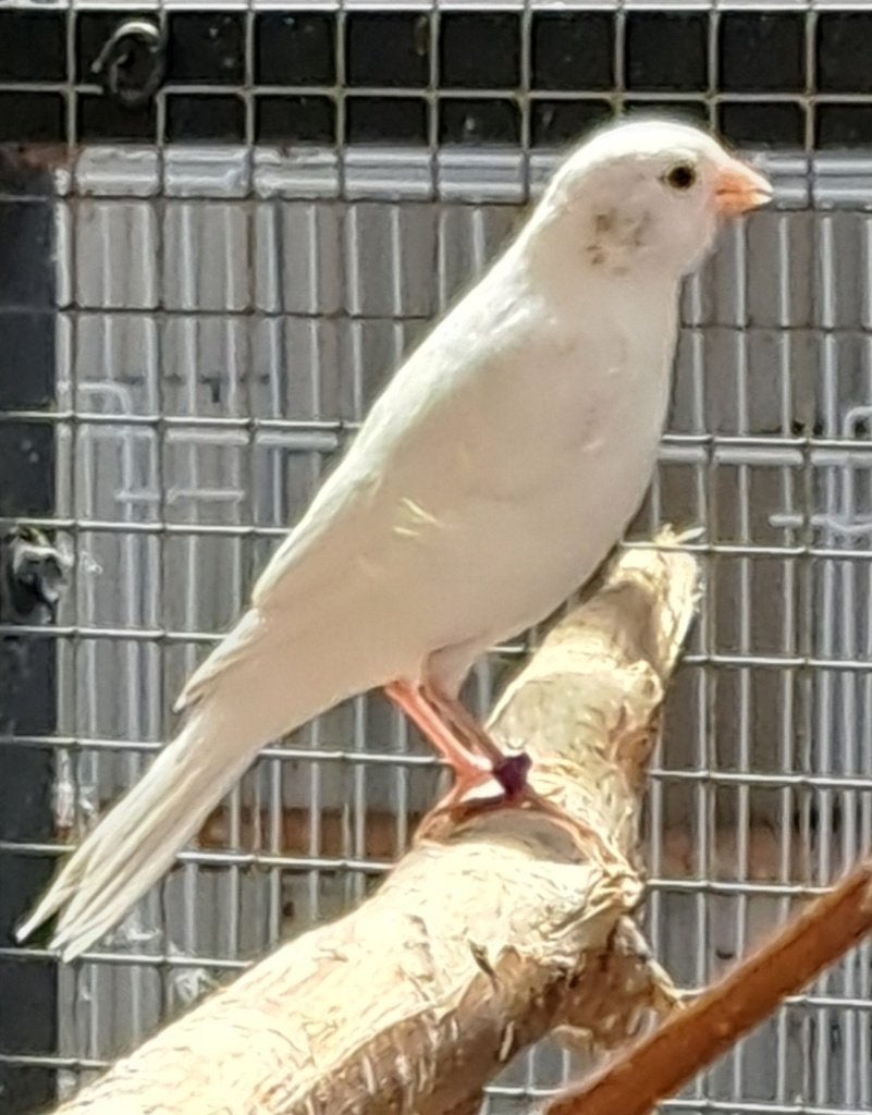 20 zeer mooie kanaries, Dieren en Toebehoren, Vogels | Kanaries, Meerdere dieren, Zangkanarie