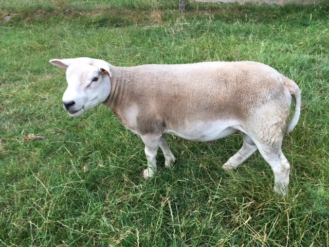 Schapenram, Engelse Texel, Animaux & Accessoires, Mâle, Mouton, 0 à 2 ans